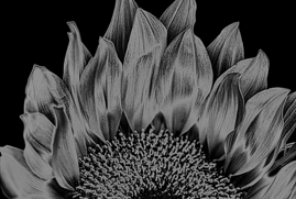 Sunflower Flames_SOLARIZED_Calabasas_CA_2025.jpg