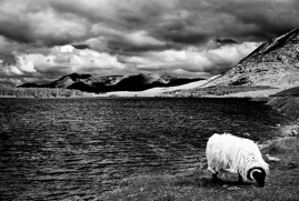 Ram Grazing, Inagh Valley, Ireland, 2018.jpg