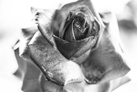 Texture of a Rose, Fower District, Los Angeles, CA, 2020.jpg