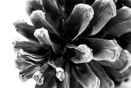 Ponderosa Pine Cone Study #4, Calabasas, CA, 2020.jpg