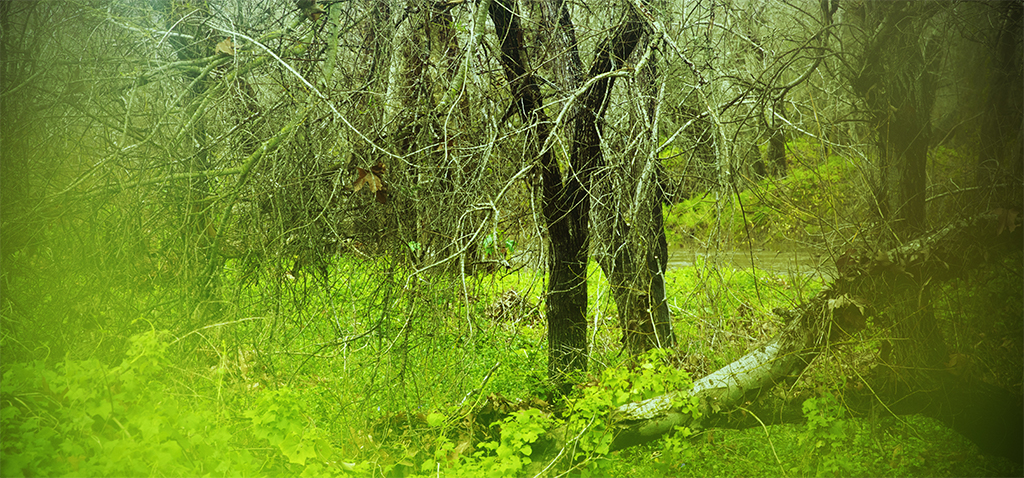 Green Misty Forest, Pismo Beach, CA, 2019.jpg