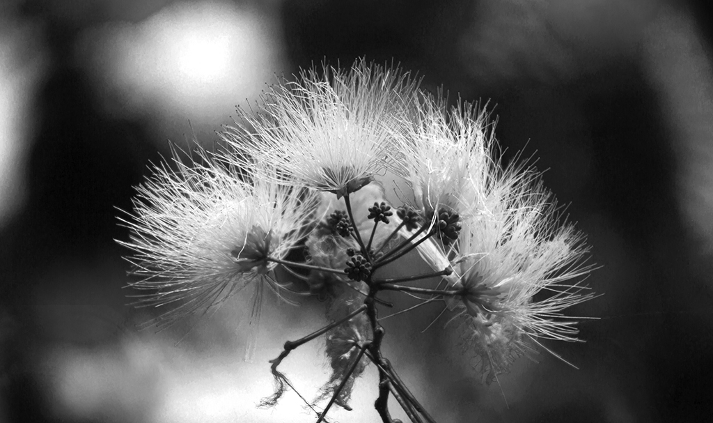 Fluff of an Albizia Julibrissin Tree, Japanese Garden, Portland, Oregon, 2018.jpg